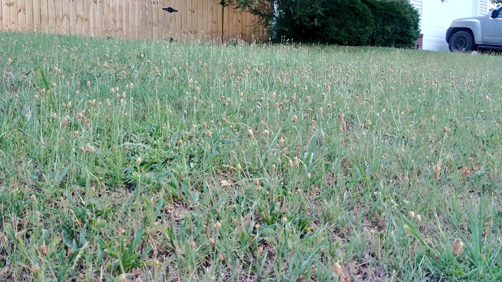VTTurfTeaching's tweet image. This house has a Buckhorn Plantain front-lawn... and #CompactedSoil