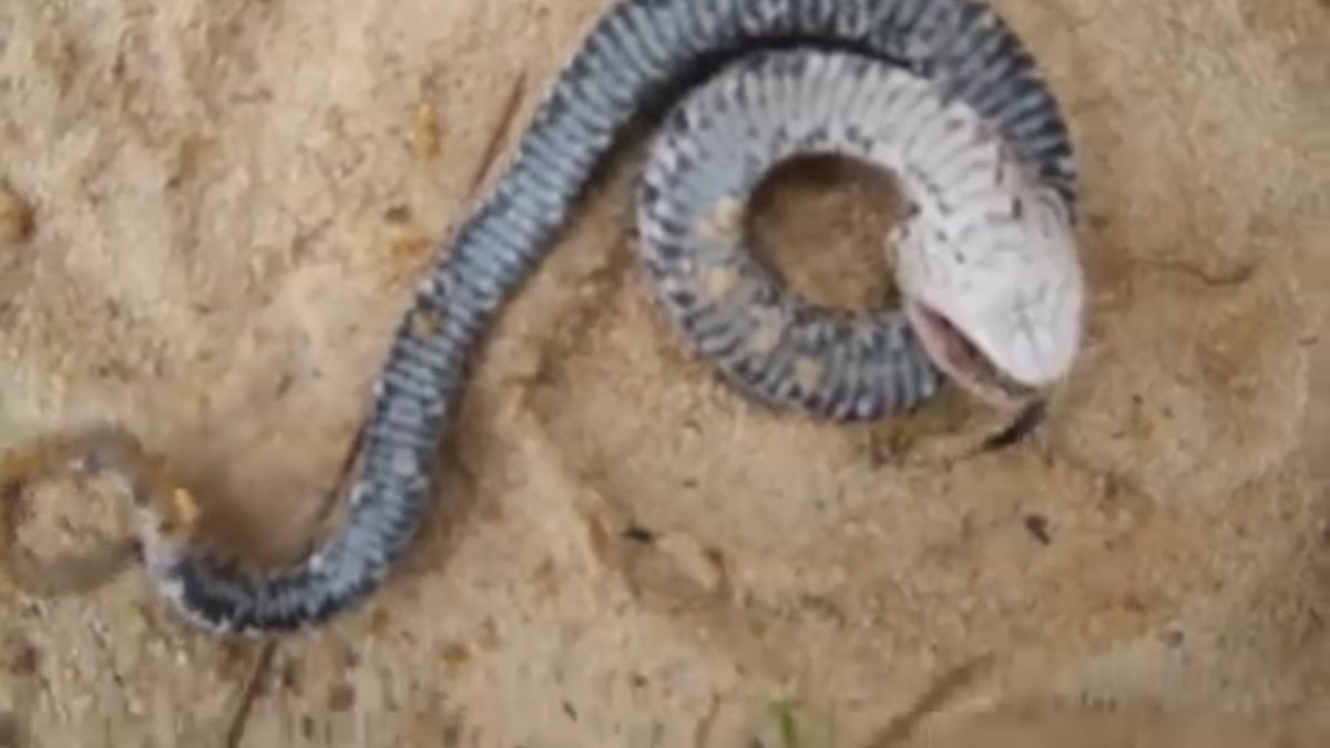 What kind of snake is this? Anybody