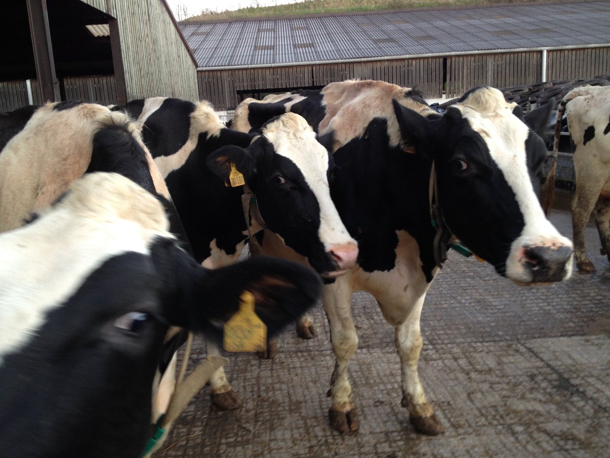 #FridayFocus - Lameness Control

As the third most common reason for culling, it is not only a welfare concern, but also one of economic importance, adversely affecting fertility and milk production.

Please call to discuss our proactive approach - 01363 772860