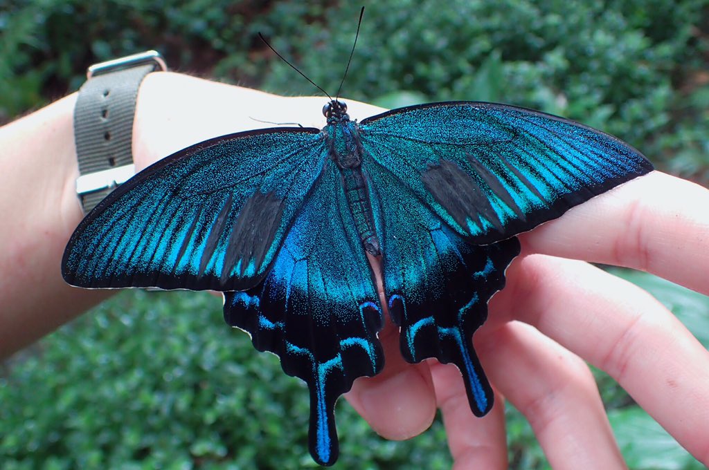 八丈島で素晴らしいチョウに出会ってしまった… Papilio dehaanii