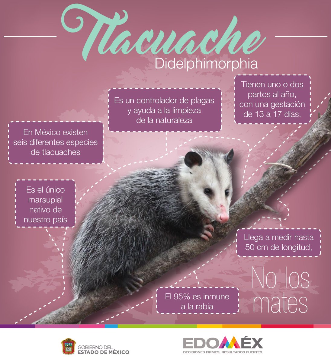 AmbienteEdomex's tweet photo. #SabíasQué: El #Tlacuache es el único marsupial nativo de #México, muchas personas lo confunden con una rata 🐭 pero llegan a medir hasta 50 centímetros de longitud, en #EdoMéx lo puedes encontrar en parques y reservas naturales. Respétalos. https://t.co/qezlmVfwh4