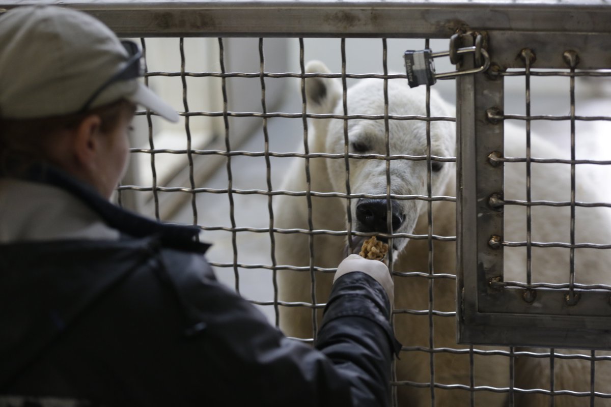 sfkale's tweet photo. @HogleZoo #ProjectNora update: some good news for your friday
https://t.co/mMviehbb8i https://t.co/bg1T3nqgER