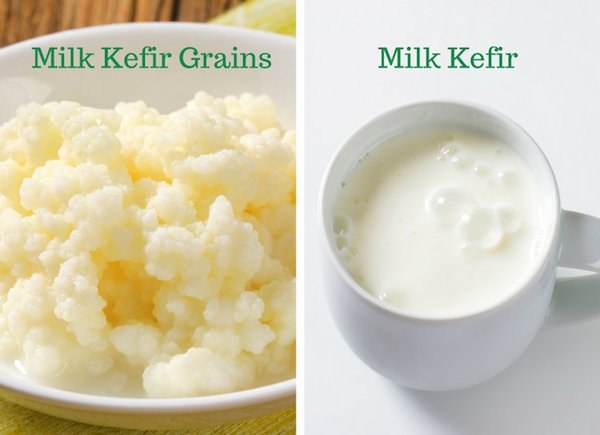 AuthorityDiet's tweet photo. "kefir’s milk base reduces the acidity of the stomach and allows the beneficial bacteria..." https://t.co/cWtRwhkOQ3 @AuthorityDiet  #Kefir https://t.co/VOXbea7hmB