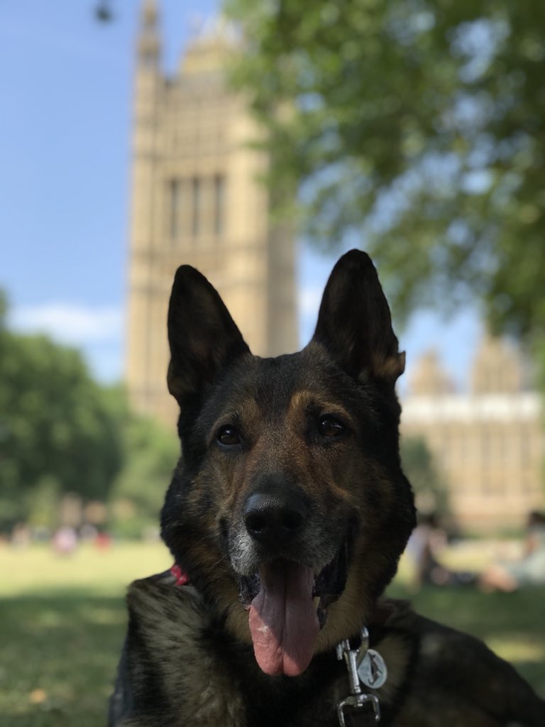 K9Finn's tweet image. We did it! 
It’s time for #Finnslaw