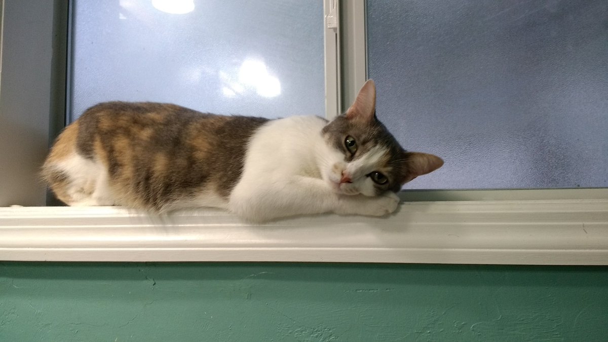 DaytimeDogs's tweet photo. This is THE purrrfect spot to sleep! #FunnyCats https://t.co/mAbhEeNBX7