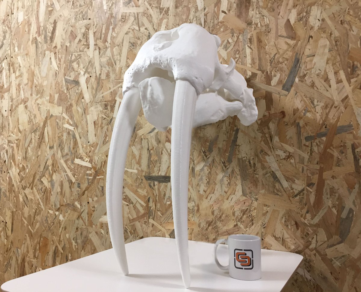 ConceptStore3D's tweet photo. Rendez-vous au @Museumaquarium de #Nancy pour découvrir notre dernière réalisation : un crâne de morse (échelle 1:1) imprimé en 3D à  l'occasion de la #FêteduMorse! @Formfutura @Ultimaker #impression3D https://t.co/56uTS927av