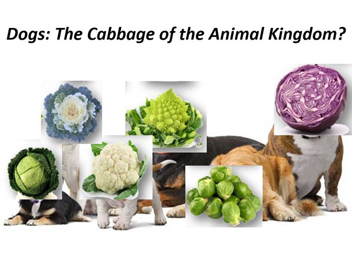 SilvanUrfer's tweet image. Looks like the cabbage analogy was well received at #CSF2018. A great day for @DogAgingProject -- thanks to everybody who voted for my talk, and to @CanineForum for organizing an awesome conference! See you in Lisbon for #CSF2020!