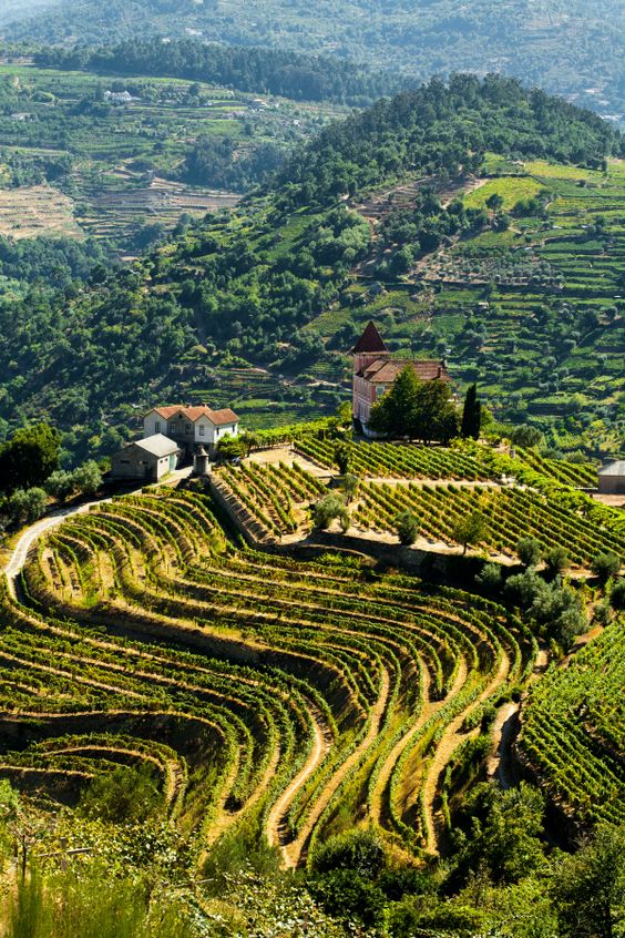 #DidYouKnow that Vinho Verde is the biggest wine region in Portugal? Stretching from Porto all the way up to the Spanish border, this large swath of land is home to an amazing landscape full of beautiful grape varieties.