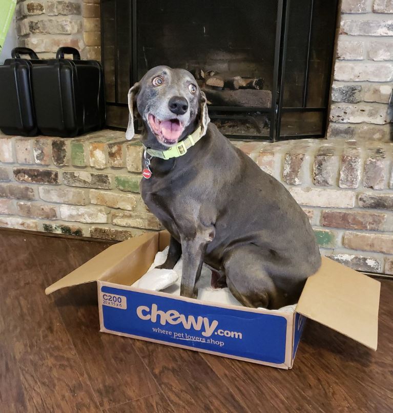 45 Discount W Chewy Promo Code September 2019 Free Shipping 45 discount w chewy promo code september 2019 free shipping
