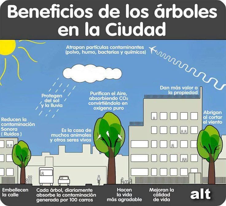 cityesglobal's tweet photo. Los árboles en entornos urbanos ofrecen una serie de beneficios, entre ellos, ayudan a reducir la contaminación sonora. 
#CityEs entornos urbanos que se disfrutan.

Checa esta infografía de @Invdes al respecto. https://t.co/aEAB9UDwfO