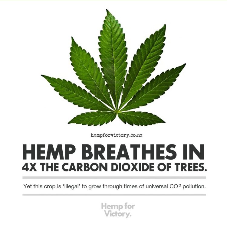 cbd_pain's tweet photo. Happy Friday Toronto! Have a great one.?#hemp #cbd #cbdreams https://t.co/L7tedHWsRM