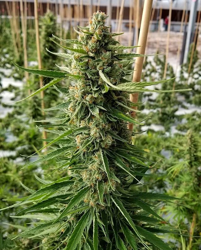 mrniceseedbank's tweet photo. #CBDshark🌱🦈
.
This hammer headed hybrid descends from our #SharkShock, giving you those big fat fruity colas we all dream of, from time to time.
.
#cbdfarmers #cbd #shark #peacemaker #shock #photoshoot #potent #MRNICE #photos #weed #cannabis #mrnices… https://t.co/IrucKpwWOL https://t.co/g72NwtKccc