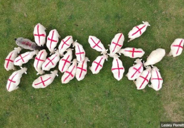 BBCSpotlight's tweet photo. England's World Cup Baa-rmy Army hit the field in Devon.. https://t.co/YujY5Vbqbi https://t.co/qMjn7n3ifH