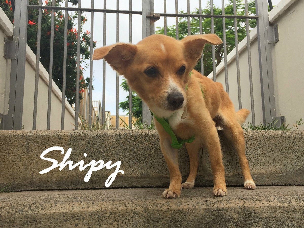 Abandono_Cero's tweet image. ¡¡Hola!! NOS VEMOS EN #ANIMUNDO entre esta tarde y mañana! 

¡HAY MUCHOS PERRIS ESPERANDO QUE SEAS SU FAMILIA!

Entre ellos, Shipy :-) ¡ven a @infecar!