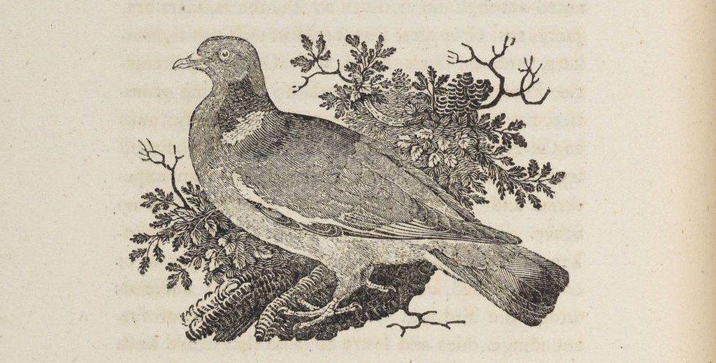 Durham English On Twitter Take Flight For Our Conference - 