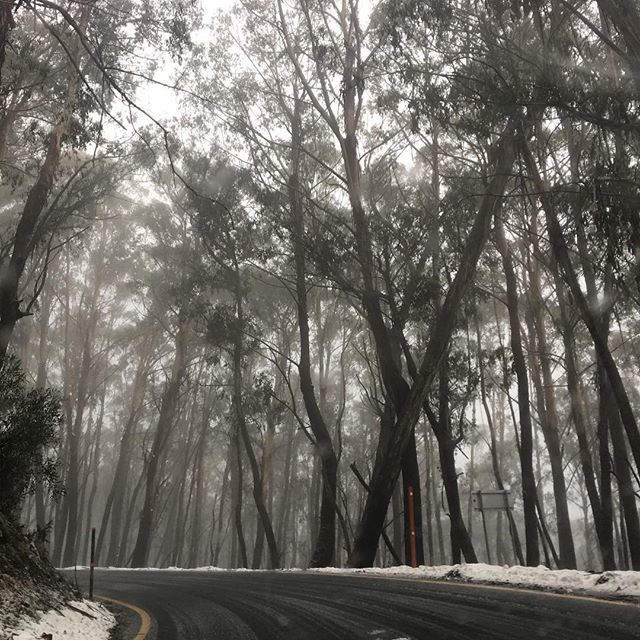 Tara_Dennis_'s tweet photo. A different perspective for the weekend. #snowymountains #highcountry #snow #white #forestbound https://t.co/B0zWkDfTdO