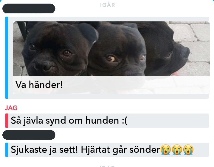 sauronlol's tweet photo. klippte fast två huvuden på en kompis hund https://t.co/0GCdEXn3b1