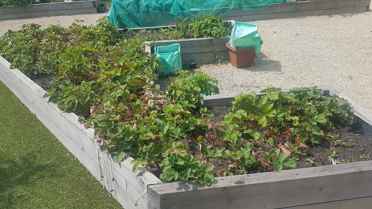 the_brunny's tweet photo. Garden is full bloom @the_brunny with fruit and veg #growfresh #locallygrown https://t.co/0SkYKVQEaJ