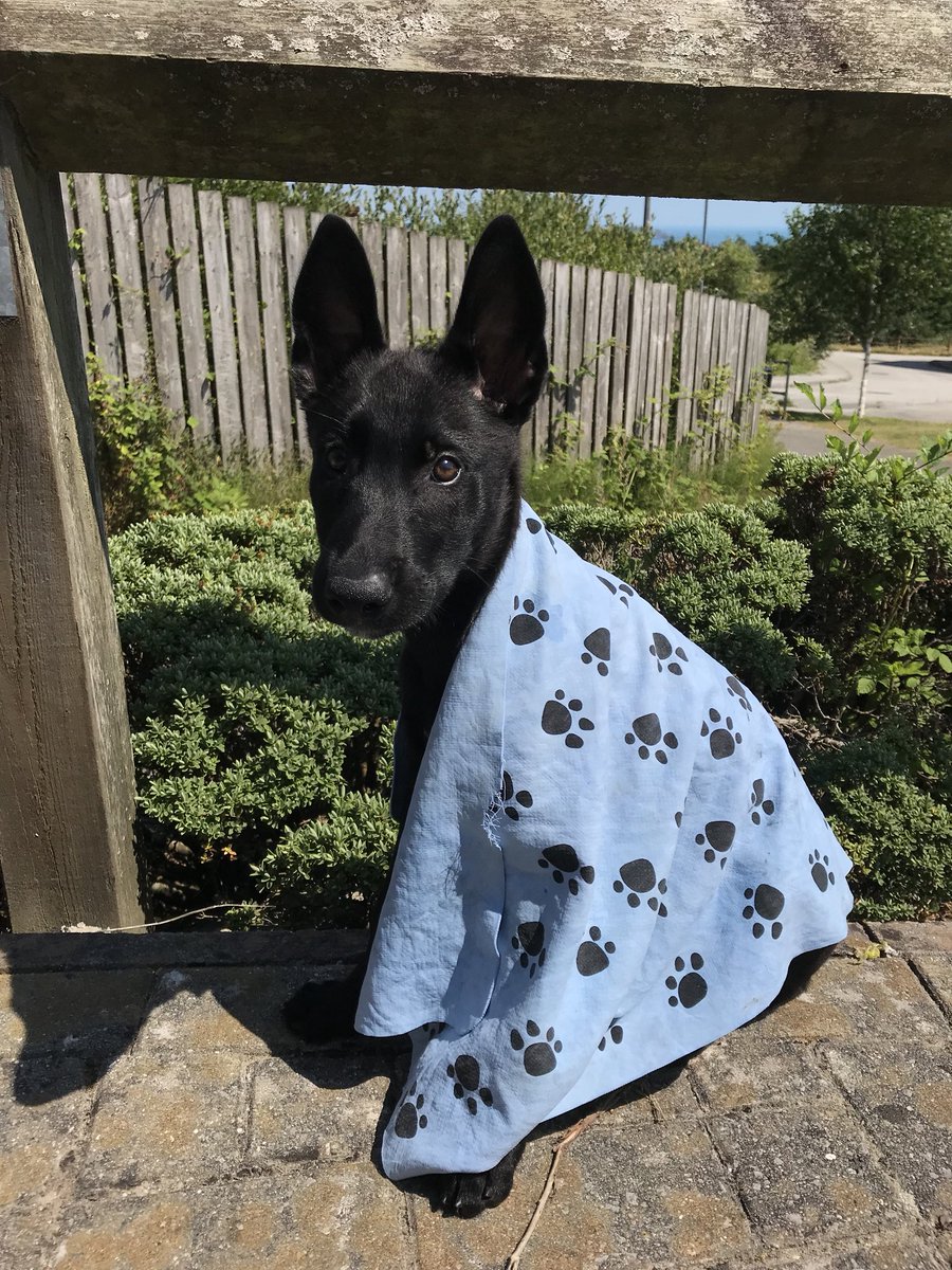 ❄️We’ve just stocked up on cooling towels! Simply soak them in water, ring them out and go! These are essential for keeping dogs cool. Available at all Way Forward classes and events. Ideal for placing in crates and beds❄️#dogtraining #wfdogtraining #dogcooling #summer