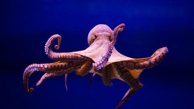 ianbremmer's tweet photo. Meanwhile, a psychic octopus named Rabio that correctly predicted all of Japan's World Cup match results was killed this week and made into sashimi. https://t.co/AxA1Nb391J