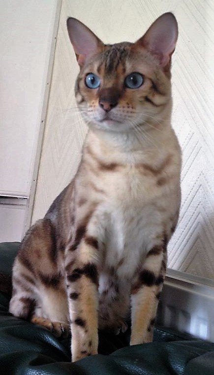CatsMissing's tweet photo. 🆘STILL MISSING AFTER BEING MAULED BY A DOG‼Monday 25/6/18 Youatt Ave area #Prescot #Liverpool #Merseyside L35
#NeedsFindingFast
#FindIslaBlue F/M SNOW #BENGAL #LostCat SPAYED & MICROCHIPPED #ScanMe #MissingCatsUK
FB▶https://t.co/MxYIsSazle
@DoglostUK▶https://t.co/pm4GeRYQ1N https://t.co/ERxAHcFRN5
