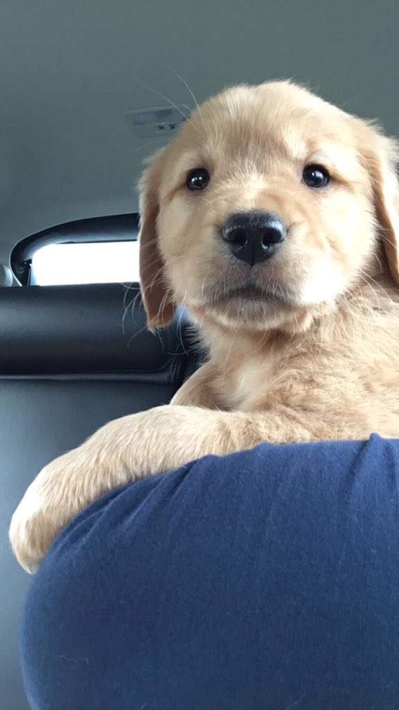 annabanaski's tweet photo. look how big my baby addison has gotten😭💕💕💕 https://t.co/Ojmzer7Xq6