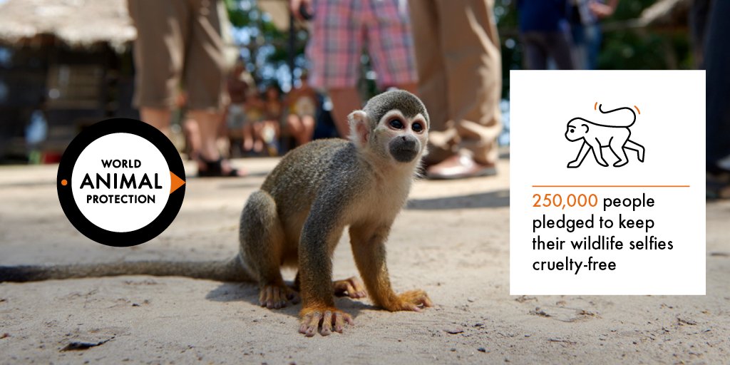 MoveTheWorld's tweet photo. 250,000 of you agreed not to be involved in the exploitation of vulnerable wild animals for tourist selfies. Together, we moved Instagram to act swiftly to protect wild animals: https://t.co/rjcZyEhbfP #NotEntertainers #WildlifeSelfieCode https://t.co/d5ak9jqsfZ