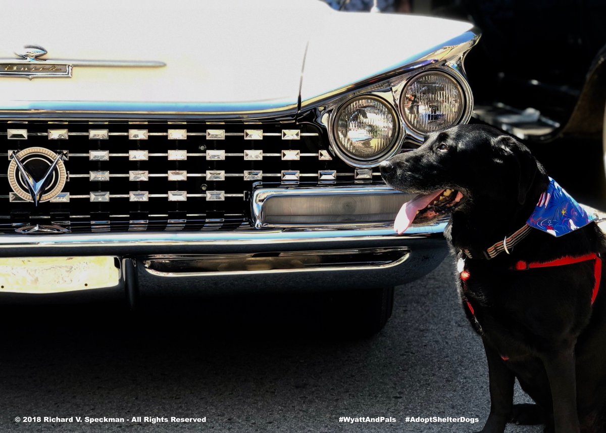 Wyatt had a great #4thOfJuly in #FranklinTN! He especially loved this #Buick in #DowntownFranklin! New YouTube video coming soon, please subscribe to his YouTube channel at “Wyatt And Pals” to get new Wyatt videos by following this link: youtube.com/channel/UCawtC…
#AdpotShelterDogs