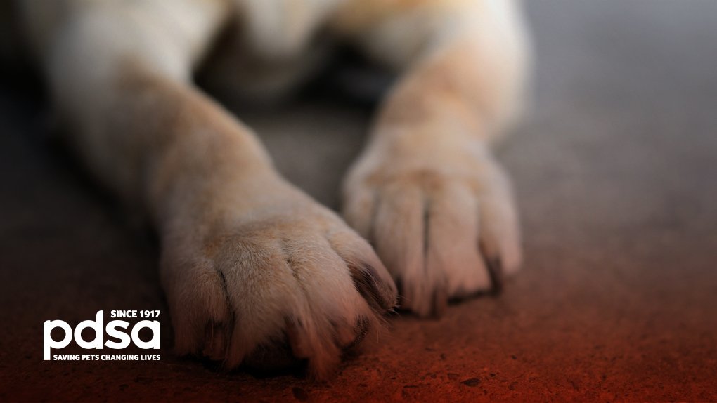 Pavements heated by the hot summer sun can very quickly cause burnt paws, which is incredibly painful and can take a long time to heal. Click here to see our simple 'tarmac test' - bit.ly/2KWAojM PLEASE RT!