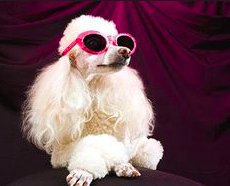 ShultsFord's tweet photo. Lights, camera, action! Make your dog a star by entering our annual Ford and Fidos contest! Send us a photo of your Fido with your Ford for a chance for him or her to appear in a Shults Ford television commercial and take home a fabulous doggy gift basket! #PostYourPup https://t.co/5eVEDdNHzO
