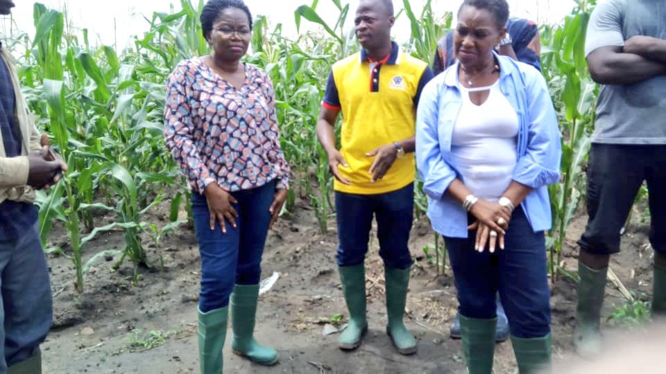 DogbeVictoire's tweet photo. Je poursuis ma visite des bénéficiaires du #PAIEJSP dans la région des Plateaux.J'ai rencontré Yeneke Palouki, un producteur de maïs qui fournit l'entreprise QSI pour la production de farine enrichie Maïvit. https://t.co/Hd1MHAyExS