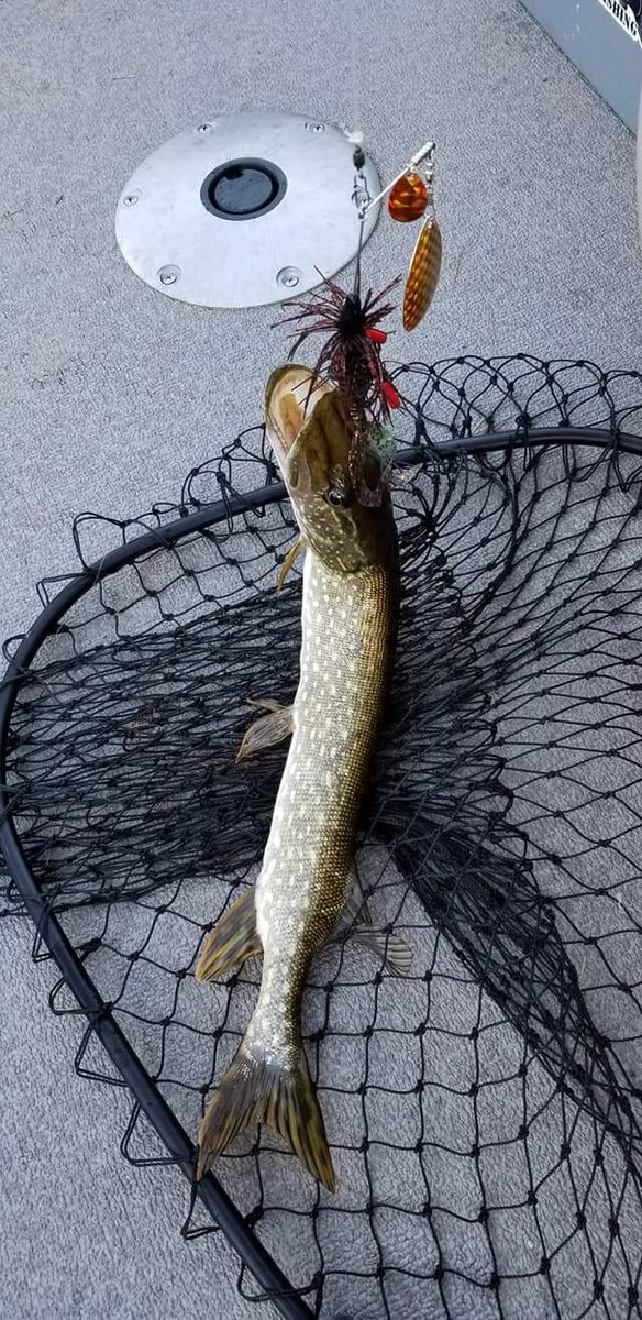 TackleWater's tweet photo. Found some new spots that are producing. In 3 hours I landed 4 largemouth and 11 pike. No monsters, Factors for them aren't right. Landed all of them on the Shallow Water Tackle Co. "OG" lure in Black&amp;Gold running a gold #10 Indiana blade. Vicious strikes! https://t.co/euVSCqw9t1