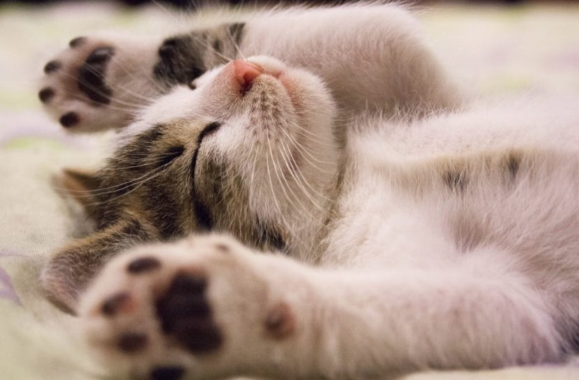 SkillDirector's tweet photo. 5-15 min of napping, creates #clarity for 1-3 hrs; 90 min of #napping facilitates #creativity, one solution for managing challenges in the future. Go nap! https://t.co/wQKHNmokh5
#SkillDirector https://t.co/BaKs2prYAs