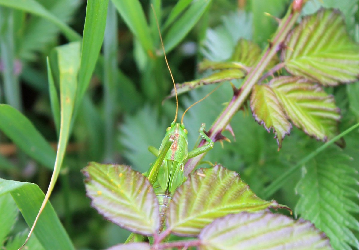 Lurking in the margins of the organic arable fields <a href="/TrehillFarm/">TrehillFarm</a> , and built like an armour plated bulldozer, the Great Green Bush Cricket is surprisingly hard to see for such a unit. <a href="/NearbyWild/">NearbyWild #RewildTheEarth 🍃💚🍃</a> <a href="/BuglifeCymru/">BuglifeCymru</a> <a href="/NatureUK/">NatureUK</a> @NTNorthPembs #Pembrokeshire