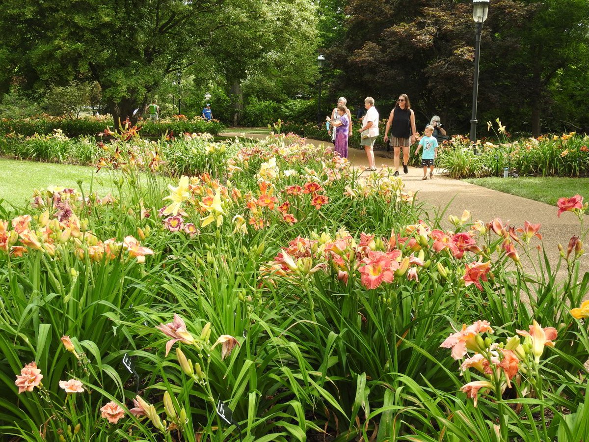 mobotgarden's tweet photo. Love a summer stroll through the Jenkins Daylily Garden? Mark your calendar for August 18 and take home some of our daylilies to plant in your own garden: https://t.co/z8bLx62ef7 https://t.co/IlFdRqTehm