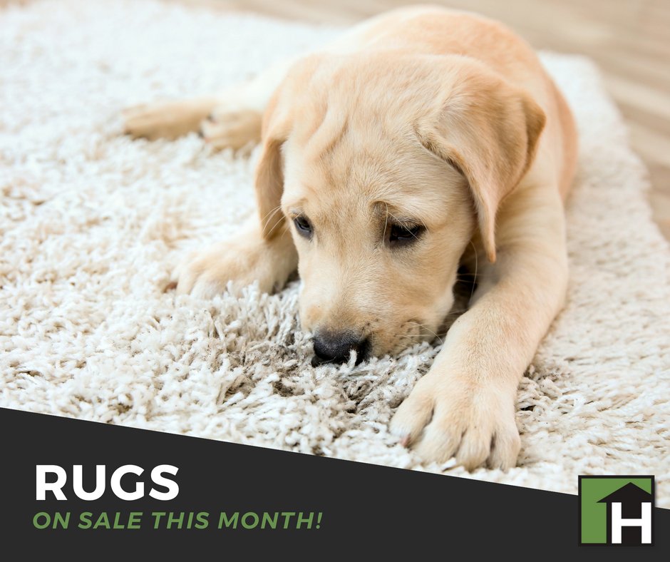 We interrupt your regularly scheduled Twitter feed to bring you this photo of an adorable puppy on a rug, AND to remind you.. all rugs are 25% off this month at Hoods!