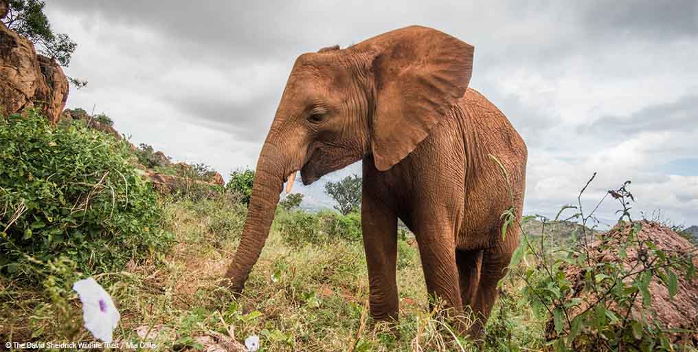 Sheldrick Wildlife Trust tweet media
