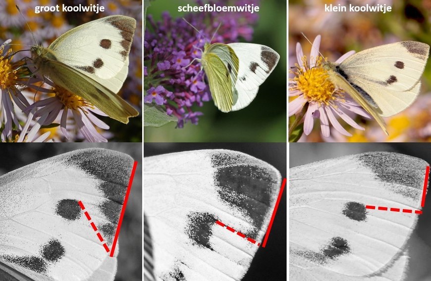 How to recognize the Large White (left, P brassicae), Southern Small White (P mannii, centre) and Small White (P rapae, right)? vlinderstichting.nl/vlinders/vlind…