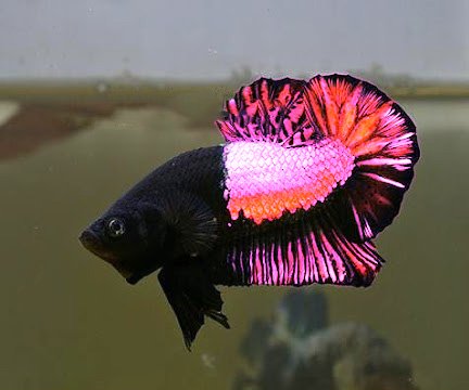 betta fish for sale near me