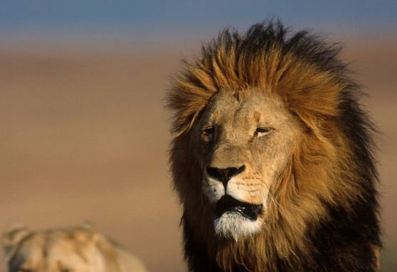 RaiNews's tweet photo. Sudafrica, andavano a caccia di rinoceronti: bracconieri sbranati da un branco di leoni → https://t.co/HBTjQFUxGG https://t.co/yGOVSha7Kf