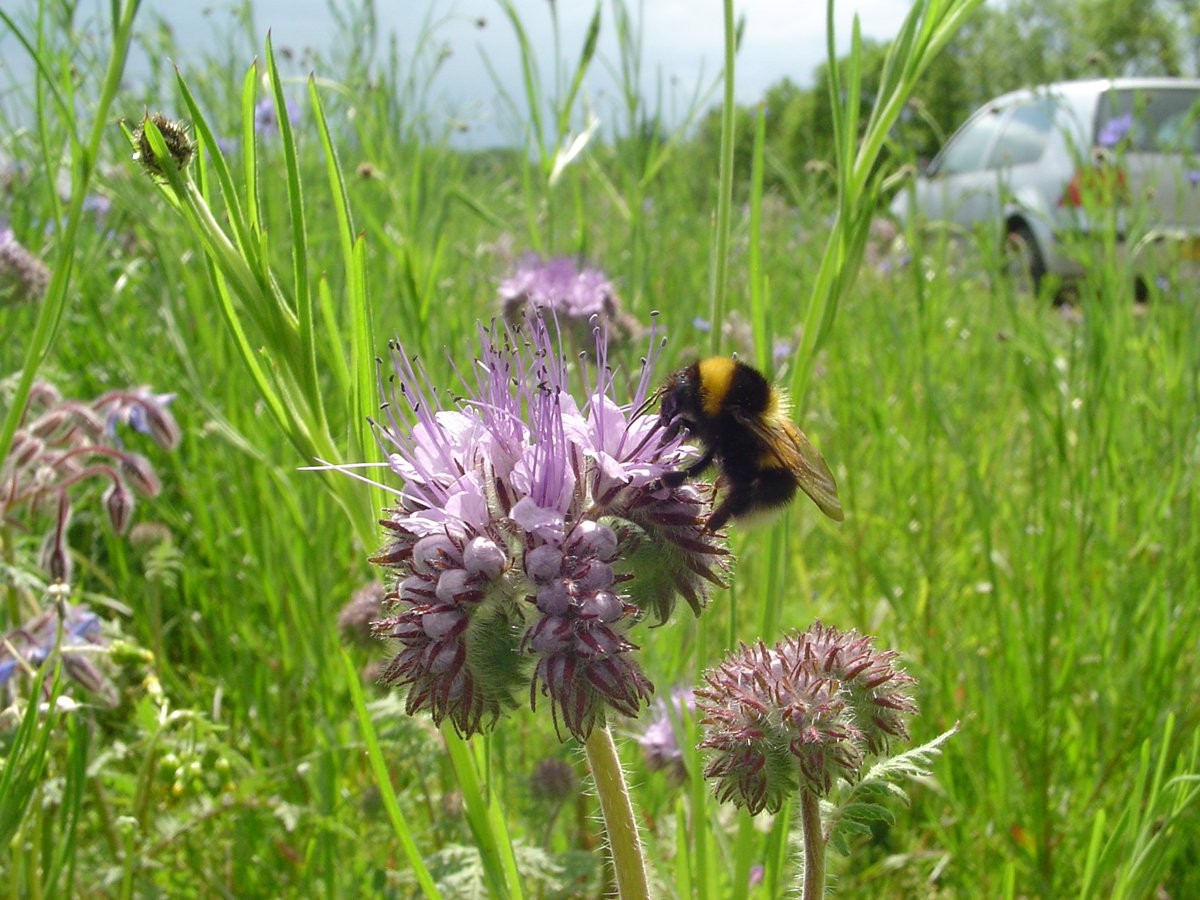 agricology's tweet photo. Flower Power! David George of @STC_Ltd explains research looking at using flowering #fieldmargins to promote pest control & crop production whilst benefitting pollinators & meeting conservation criteria: https://t.co/GQ4vdyioZs #biodiversity #polculture #biopesticide #trapcrop https://t.co/mbCmFfiDrd