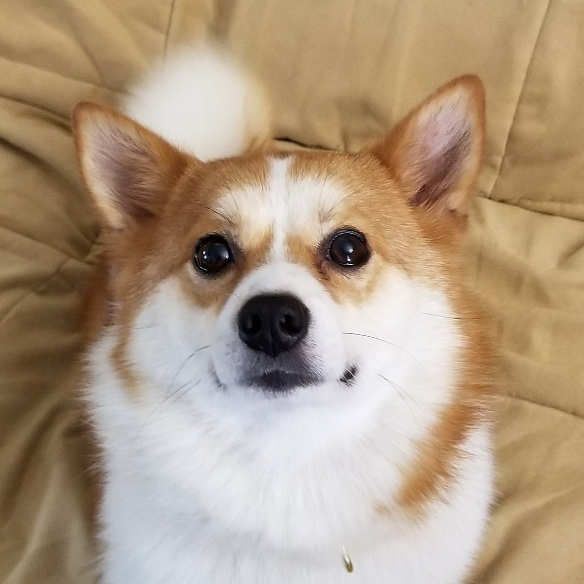 NatsuTheDoge's tweet photo. #NewProfilePic #ImaFloof https://t.co/uZN6zyV7vq