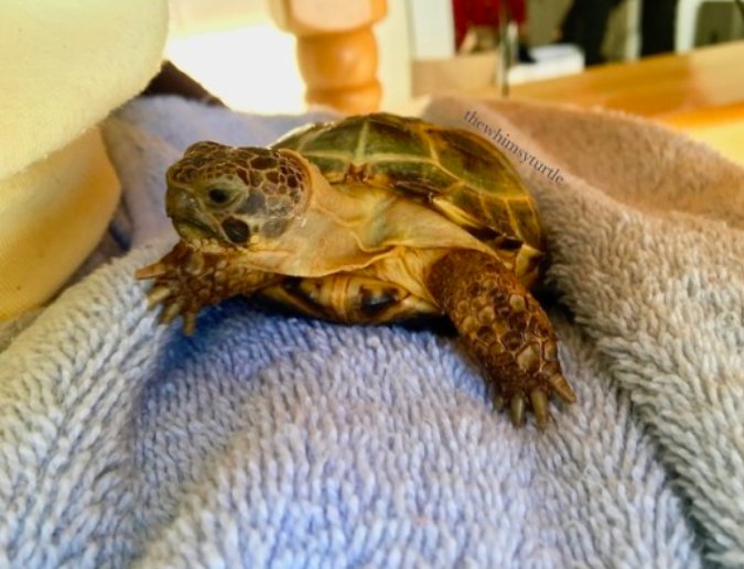 Turtles! (@turtlecentral) on Twitter photo 