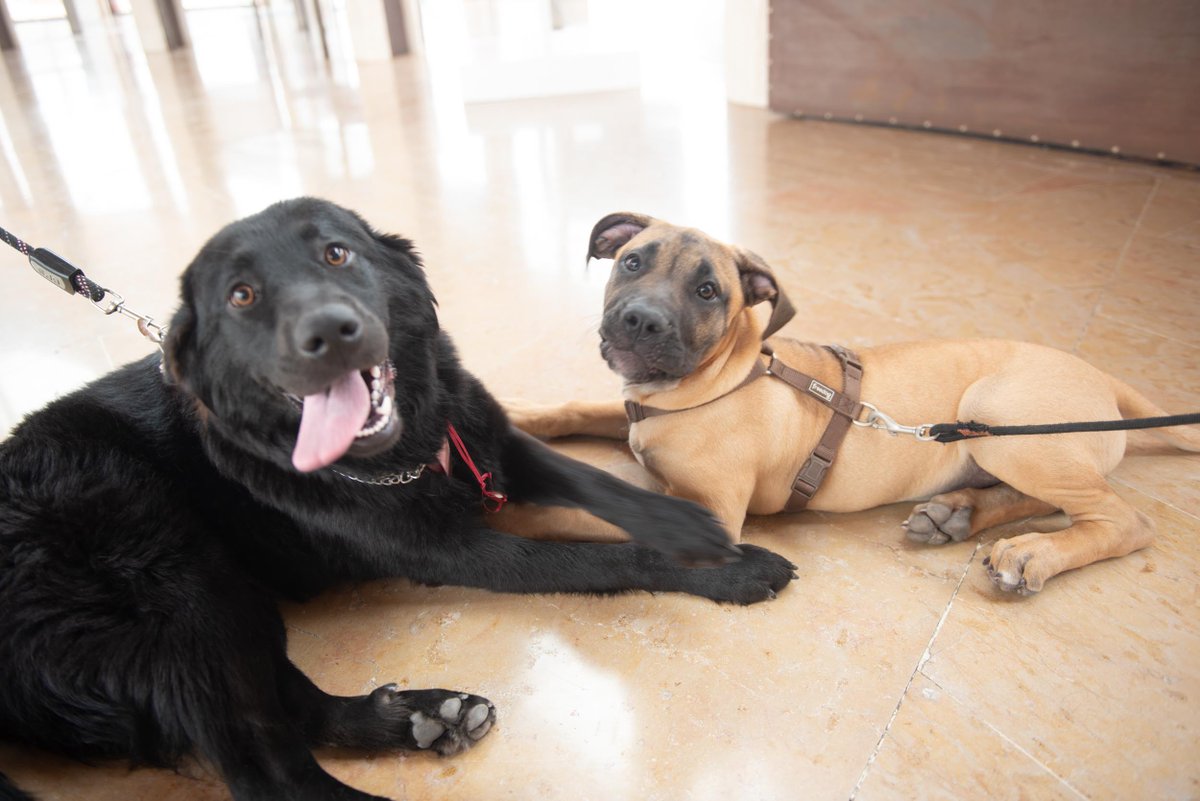 GranCanariaCab's tweet image. #Animundo se estrena con éxito de asistencia y una gran acogida de la pasarela de adopciones, que ya le ha dado un hogar a 5 perros del Albergue.

-Más información: bit.ly/2KTimGC