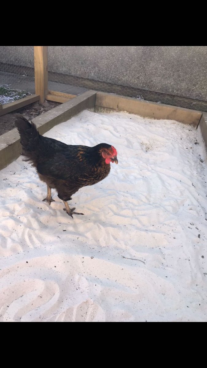 StMoChickBees's tweet photo. Our #chickens enjoying the Scottish summer weather and their Janny made beach @St_Maurice_High. Being very well looked after by our #volunteers https://t.co/C2ZckEL19M