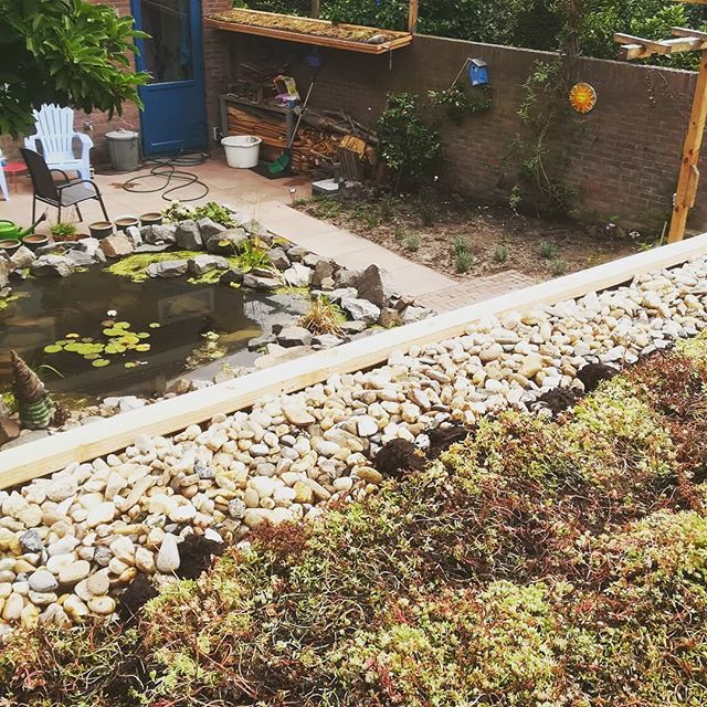 Greenwall_nl's tweet photo. In samenwerking met @rijktuinen hebben wij hier een groendak in Deventer geplaatst op een Douglas opmaat gemaakte schuur. Ook de overkapping voor de houtopslag hebben wij hier meegenomen. https://t.co/33mNwjZe5K https://t.co/CWN4PooGzs
