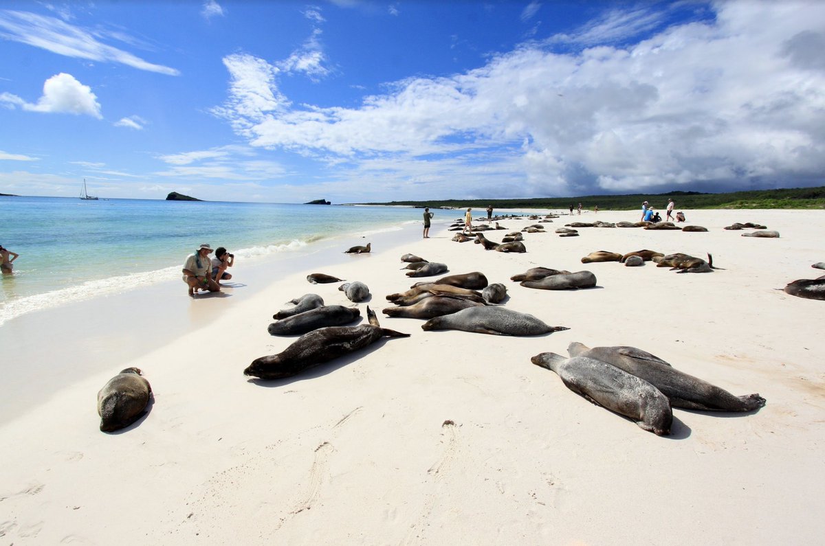 ViajaPrimeroEC's tweet photo. Las Islas Encantadas nominadas como Destino de Playa Líder del Mundo en los WTA 2018. #VotaPorEcuador ▶️ https://t.co/S47cVFl6Uw

#EcuadorTuLugarEnElMundo #ViajaEcuador https://t.co/AyziNv80De