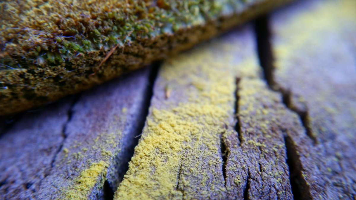 ashmeads_kernel's tweet image. cattail pollen.... summer is upon us....