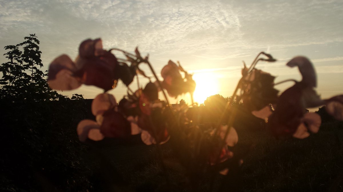 Retweeted Debbie van Ooststroom (@witsj):

Zonsondergang #stompwijk #Holland @photoweather1 @LincsSkies @mooieluchten @Ssunshot @Naturanotitia @hetweerlokaal @MeteoGroupWeer @Alpenweerman @omroepwest @EarthandClouds @EdAldus