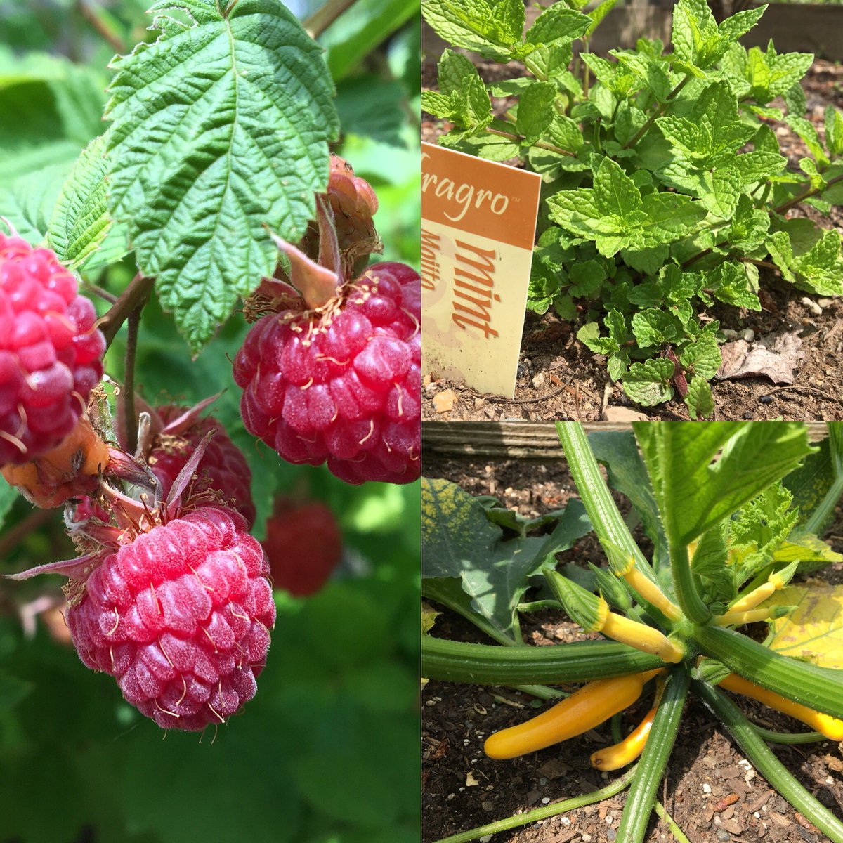Raspberries, mint and yellow zucchini grown in our own garden here at the Lodge! #yummy #organic #delicious <a href="/Talkingrockgolf/">Talking Rock Golf Course</a>